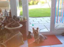 WANTED  Female Yorkie or Yorkie cross