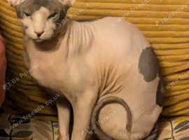 Sphinx