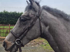 Dartmoor X for sale