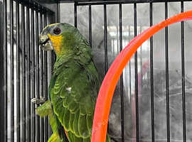Stunning Baby Orange Wing Amazon Parrot,29