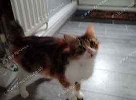 Lovely cat, looking for new home