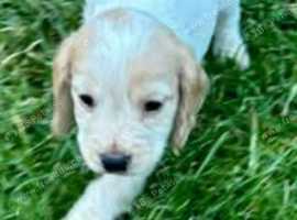 Cocker puppy