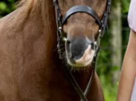 12.2hh Reg Sec B Gelding, 5 years oldI'm