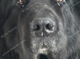 For Sale: Beautiful Bonded Pair - Mulshey & Bluebear
