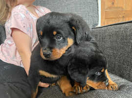 Rottweiler Puppies Raised With Children in King's Lynn PE32 on Freeads ...