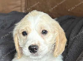 Beautiful Cavapoo x Beagle
