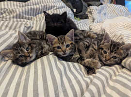 Beautiful Kittens Ready to Go 13th May