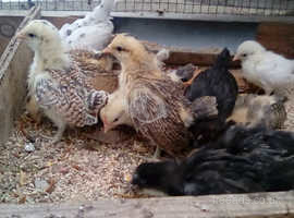 Other Chicken Breeds For Sale Rehome In Rhondda Cynon Taff Find