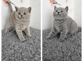 GCCF British Shorthair kittens