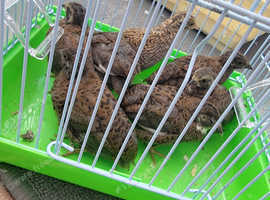 8 chinese quails