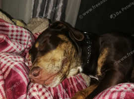 Playful  loving Spaniel x lurcher