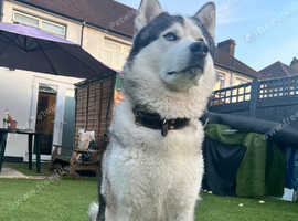 Husky stud available In Sutton
