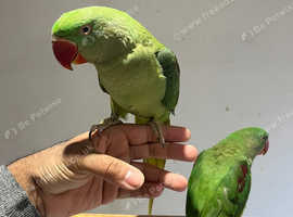 Baby Friendly Very Tame Cuddly Alexandrine Parrot,6