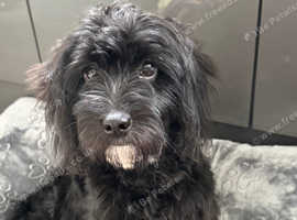 Cavapochon