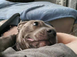 Female blue staffy for sale