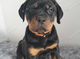Ready now Last one left rottweiler