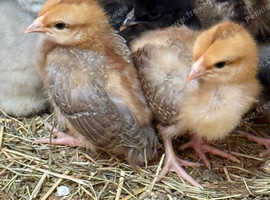 Dutch/wyandotte chicks for sale