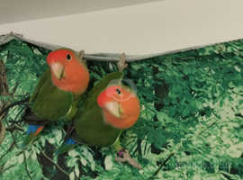 Love Bird Pair & Cage