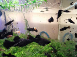 Young black Mollies