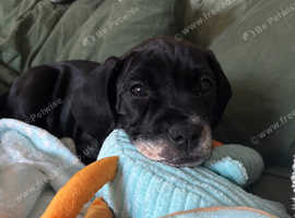 9 week male Springador