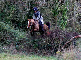 Pony Club/Hunting Pony