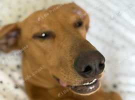 Vizsla x whippet