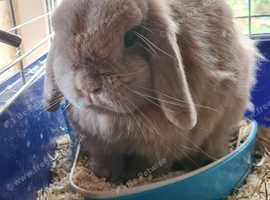 Indoor bunnies shop for sale