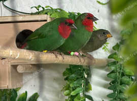Red faced parrot finch