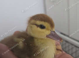 2 muscovys ducklings
