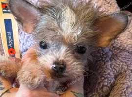 Chinese crested x chihuahua puppies. JUST 3 left now