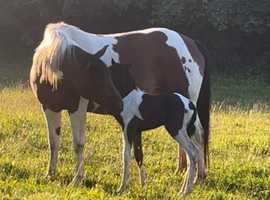 American paint broodmare