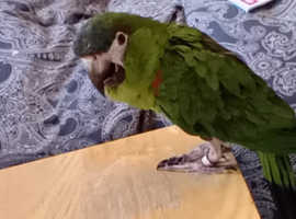 Missing Miniature Macaw
