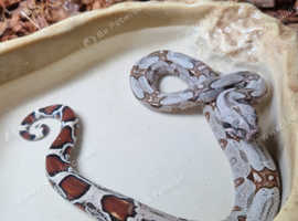 FEMALE TRUE SURINAME RED TAIL BOA