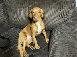 springer spaniel, ginger