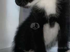 1 male kitten @9 weeks black/white playful happy kitten