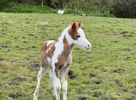 Welsh partbred colt