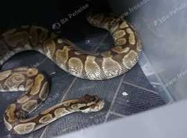 Ball python natural  girl