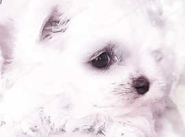 KC Registered Maltese Puppies