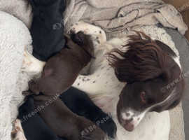 5 lovely puppies available
