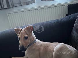 Dragon hot sale driving lurchers