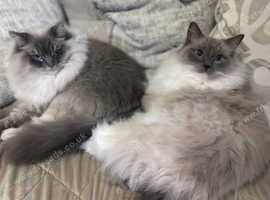 2 bonded ragdoll cats