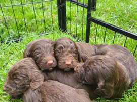 Stunning Litter Of F1 Sproodle Puppies