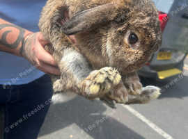 3 rabbits 2 female 1 male