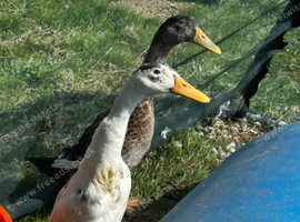 Young Runner Ducks For Sale