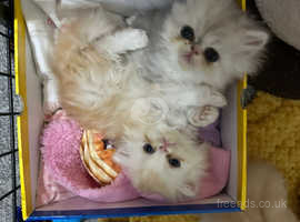 Persian kittens 2024 for adoption