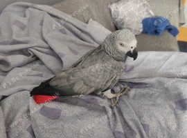 African grey parrot