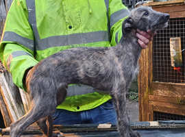 Bedlington clearance lurcher rescue