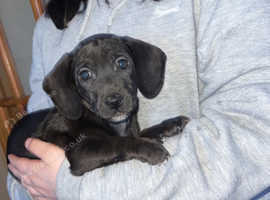 Rare black miniature dachshund puppy
