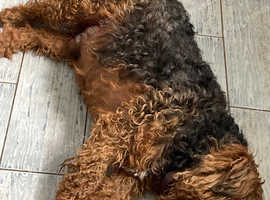 Welsh terrier