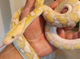 Reticulated-python Dwarf purple snow